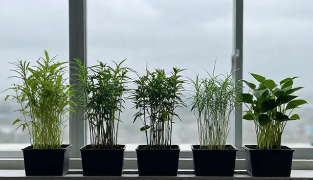 冷链运输推广服务的适用条件与选择依据